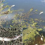 Збитки на 105 тис. грн: у заказнику затримано браконьєра