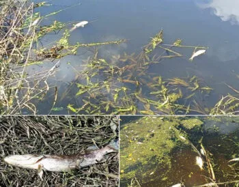 На Західному Бузі зафіксовано масовий замор риби