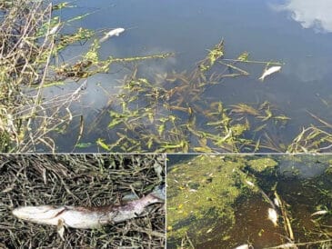 На Западном Буге зафиксирован массовый замор рыбы