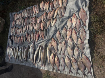 Браконьєрський улов на Південному Бузі