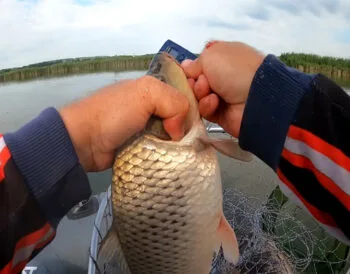 Рибалка показав бюджетну прикормку на коропа і карася всього за 50 гривень