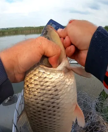 Рибалка показав бюджетну прикормку на коропа і карася всього за 50 гривень