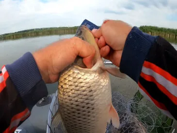 Рибалка показав бюджетну прикормку на коропа і карася всього за 50 гривень