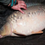 Секрет профі: ультрачутлива оснастка поплавкової вудки, яку приховують 9 з 10 рибалок