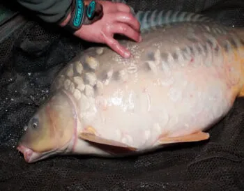 Назване ефективне підгодовування на коропа восени