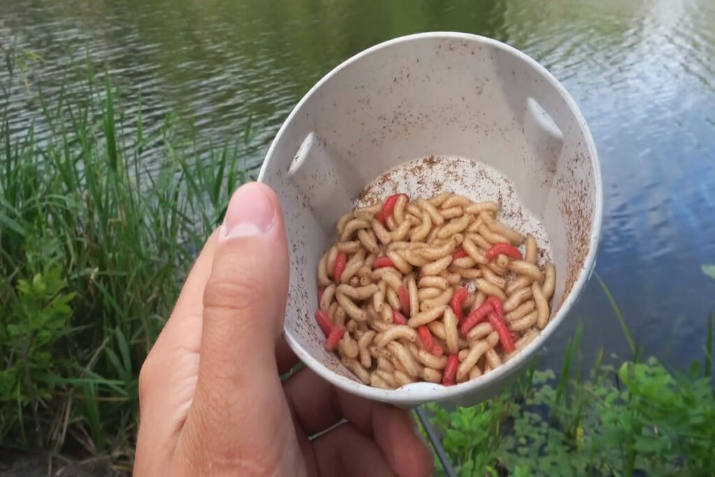 Фідер у вересні лайфхак з насадкою