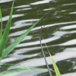 Прогноз клева рыбы 22-28 сентября 2025: от летнего тепла до осенних заморозков