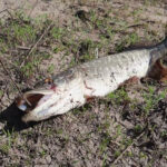 На какой глубине и дистанции искать белую рыбу фидером в сентябре, когда она начинает отходить от берега?