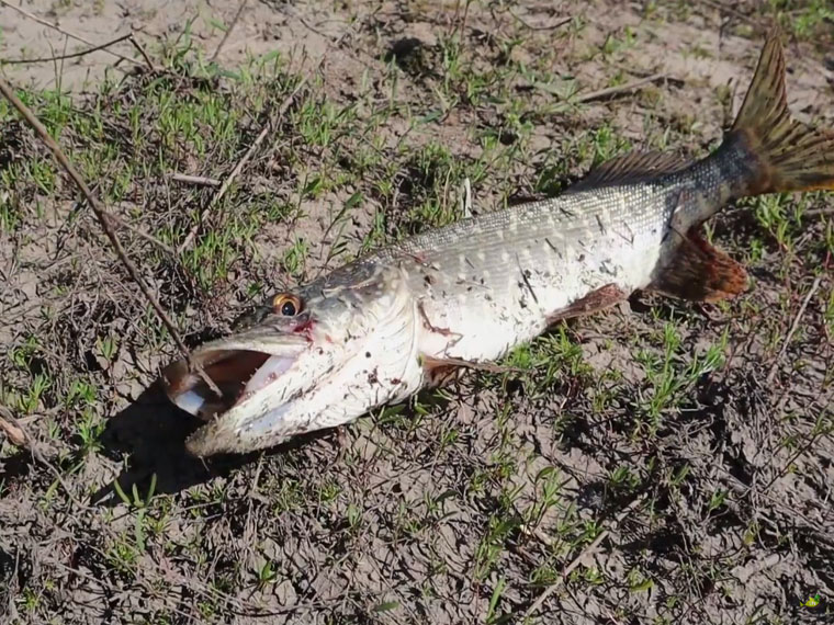 Как и где найти трофейную щуку в сентябре?