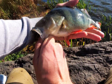 Как правильно оснастить и провести «съедобный» силикон при ловле пассивного окуня осенью?