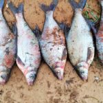 Главная ошибка рыбака осенью: эксперт дал совет, как избежать пустой рыбалки