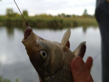 Київщина: рибалки повідомляють, що карась активно клює на печінку