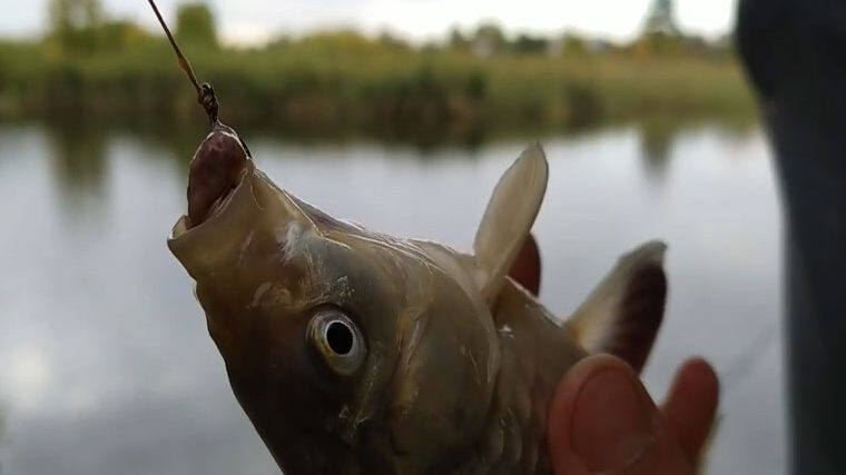Київщина: рибалки повідомляють, що карась активно клює на печінку