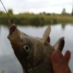 Речной окунь на вертушки осенью: ловим, пока щука спит