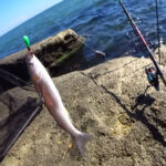 Браконьєрський улов на Південному Бузі: збитки майже 278 тис. грн