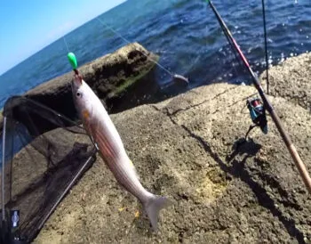 В Одеській області після нересту почався масовий хід кефалі