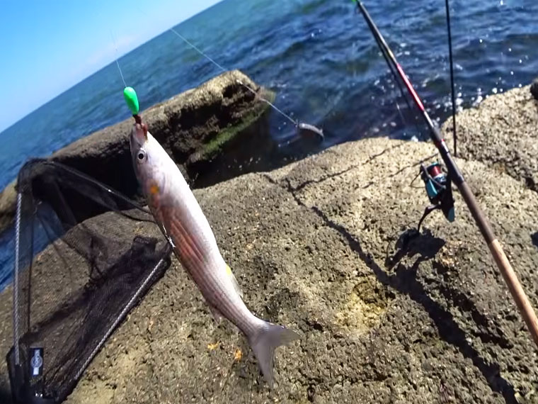 В Одеській області після нересту почався масовий хід кефалі