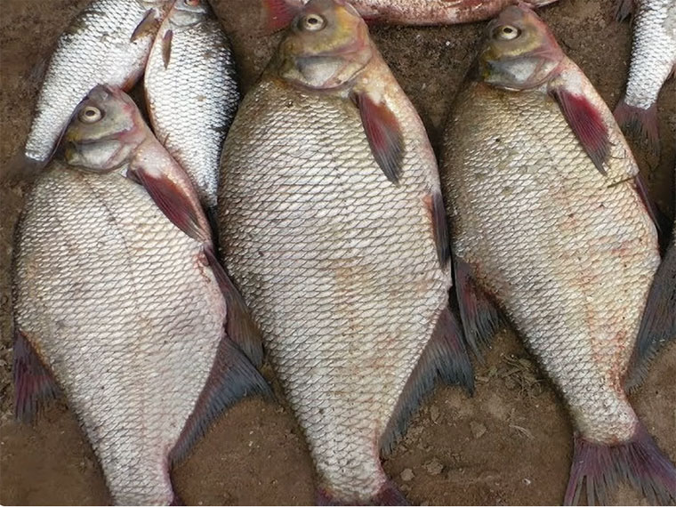 Ловля леща в сентябре на фидер