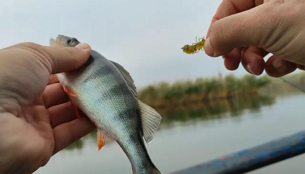 Ловля окуня осенью