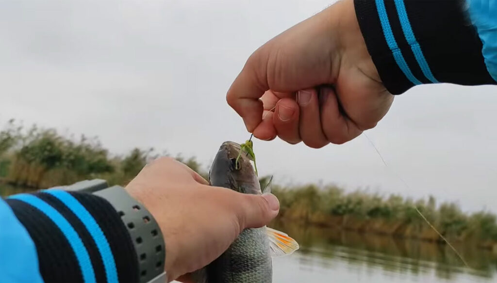 Ловля окуня восени