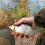 Український рибалка повідомив про успішну ловлю жереха на волкер