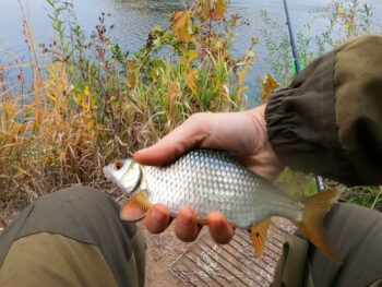 Як у жовтні ловити плотву на опариша в холодній воді?
