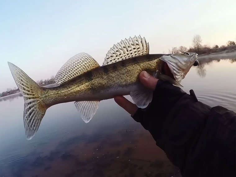 Ловля судака осенью: эксперт назвал часы пиковой активности хищника