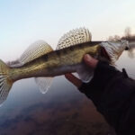 Історичний крок: в Україні стартували аукціони на зариблення водойм