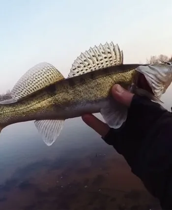 Ловля судака восени: експерт назвав години пікової активності хижака