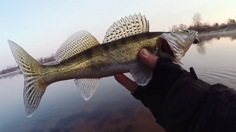 Ловля судака восени: експерт назвав години пікової активності хижака