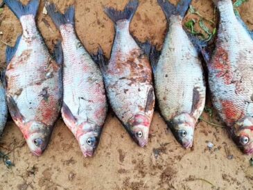 Лящ у вересні: експерт поділився лайфхаком з підгодовуванням