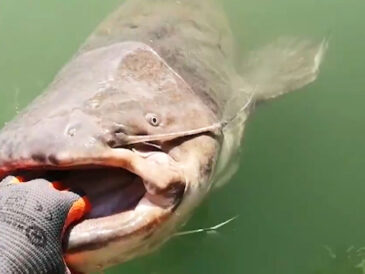 У Кам'янському на Дніпрі рибалки зловили сома-гіганта