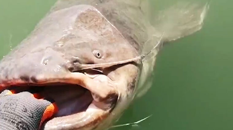 У Кам'янському на Дніпрі рибалки зловили сома-гіганта