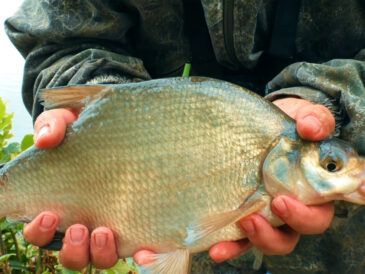 На какой глубине и дистанции искать белую рыбу фидером в сентябре, когда она начинает отходить от берега?