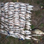 Трофейный толстолоб до 10 кг: как ловить в «зеленой» воде и в чем секрет технопланктона