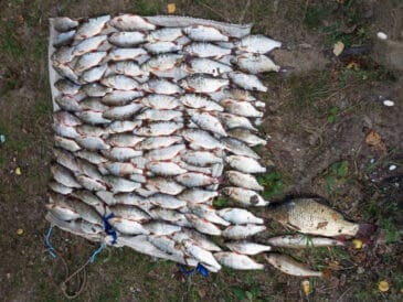 На Каневском водохранилище задержан браконьер с сетями