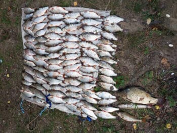 На Канівському водосховищі затримано браконьєра із сітками