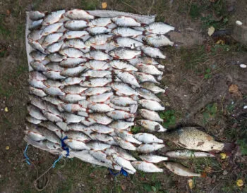 На Канівському водосховищі затримано браконьєра із сітками