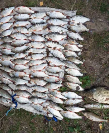 На Канівському водосховищі затримано браконьєра із сітками