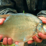 Як і де знайти трофейну щуку у вересні, і чи вже час переходити на великі приманки (big baits)?