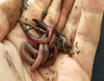 Київські рибалки розкрили секрет осінньої риболовлі на коропа