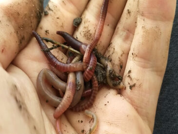 Київські рибалки розкрили секрет осінньої риболовлі на коропа