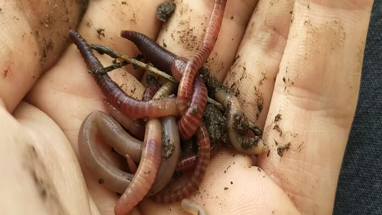 Київські рибалки розкрили секрет осінньої риболовлі на коропа