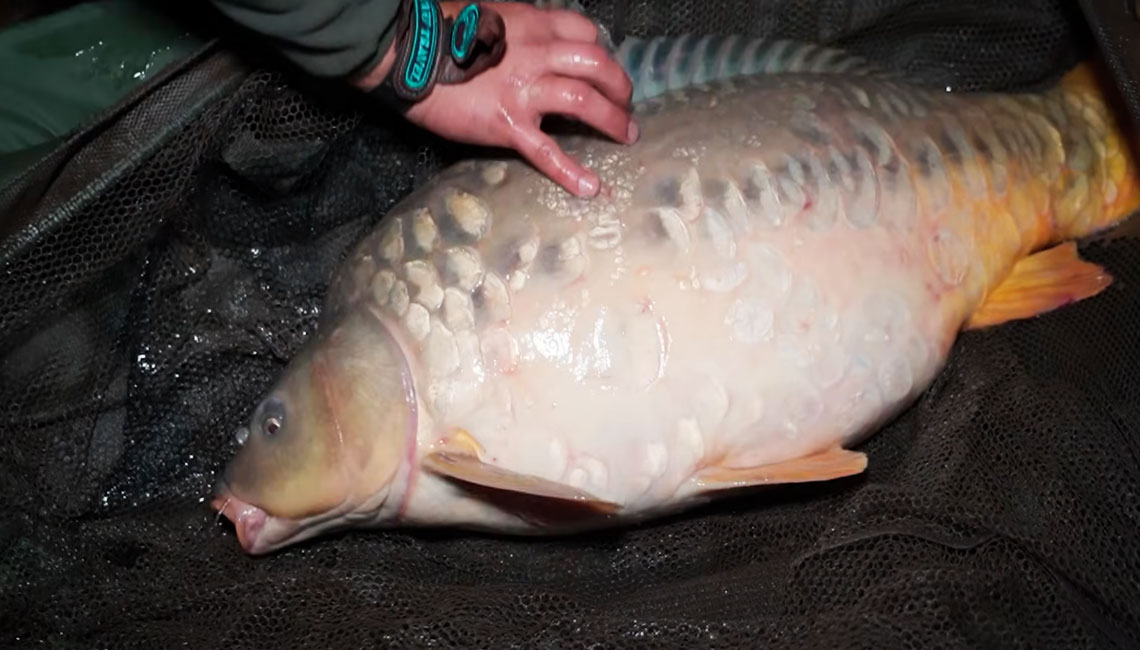 Названа эффективная прикормка на карпа осенью