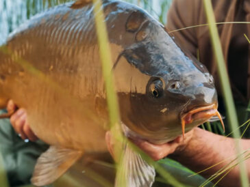 Осенние насадки для ловли карпа и амура: ТОП-6 лучших