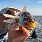 Украинский рыболов сообщил об успешной ловле жереха на волкер