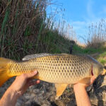 “Набирає жирок”. Яку рибу ловити восени: секрети вдалого клювання від експерта