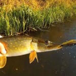 Дебют по квоку: рибалка з України поділився досвідом ловлі сома (Фото)