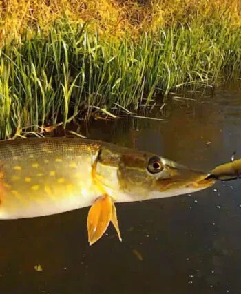 Осінній жор щуки 2025: де і на що ловити хижака