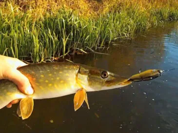 Осінній жор щуки 2025: де і на що ловити хижака